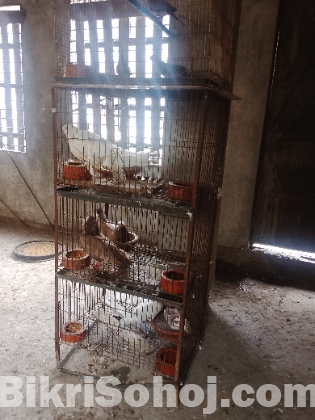 কবুতর বিক্রি হবে